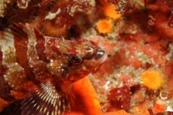 kelp greenling taken in monterey, d70 w 60 mm by Douglas Epley 